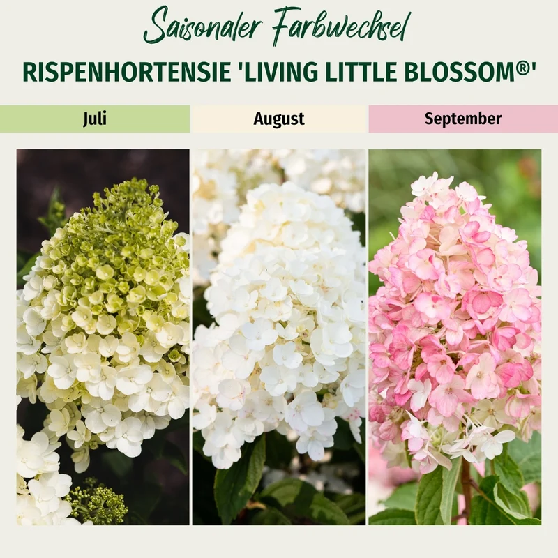Rispenhortensie 'Living Little Blossom®'