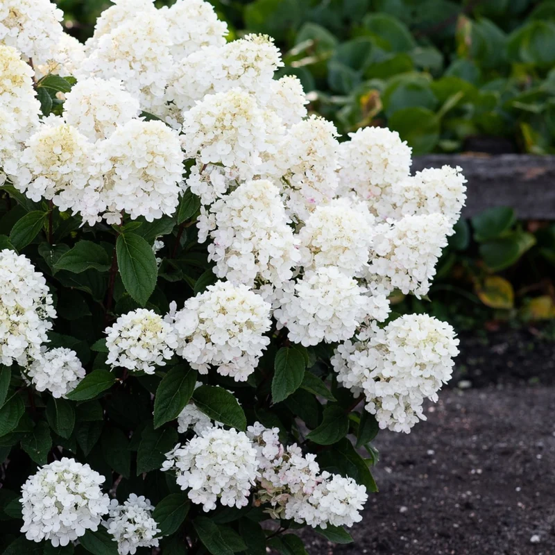 Rispenhortensie 'Living Little Blossom®'