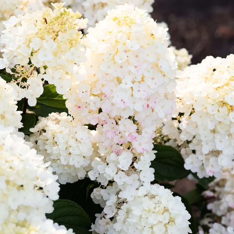Rispenhortensie 'Living Little Blossom®'