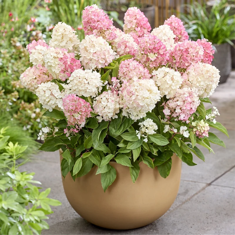 Rispenhortensie 'Living Little Blossom®'