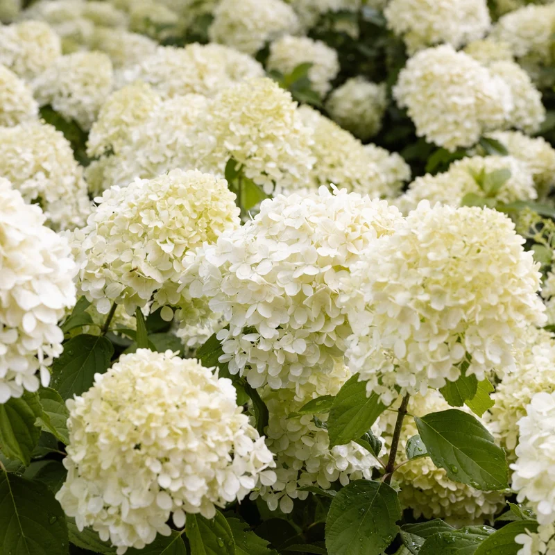 Rispenhortensie 'Living Little Blossom®'