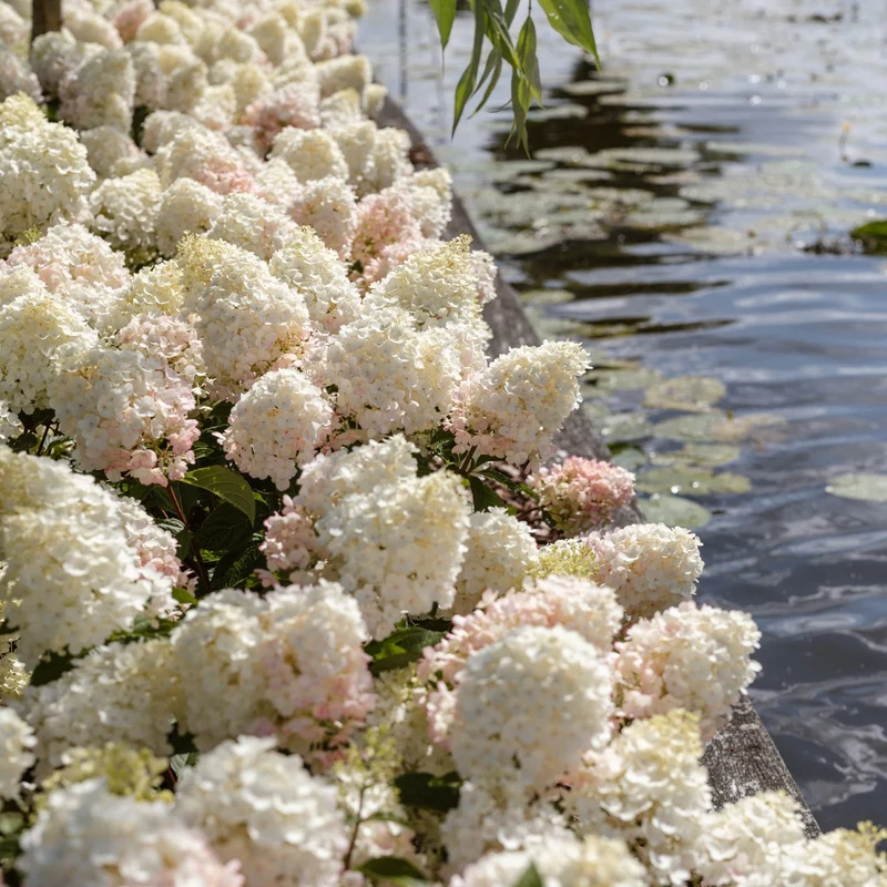 Rispenhortensie 'Living Little Blossom®'