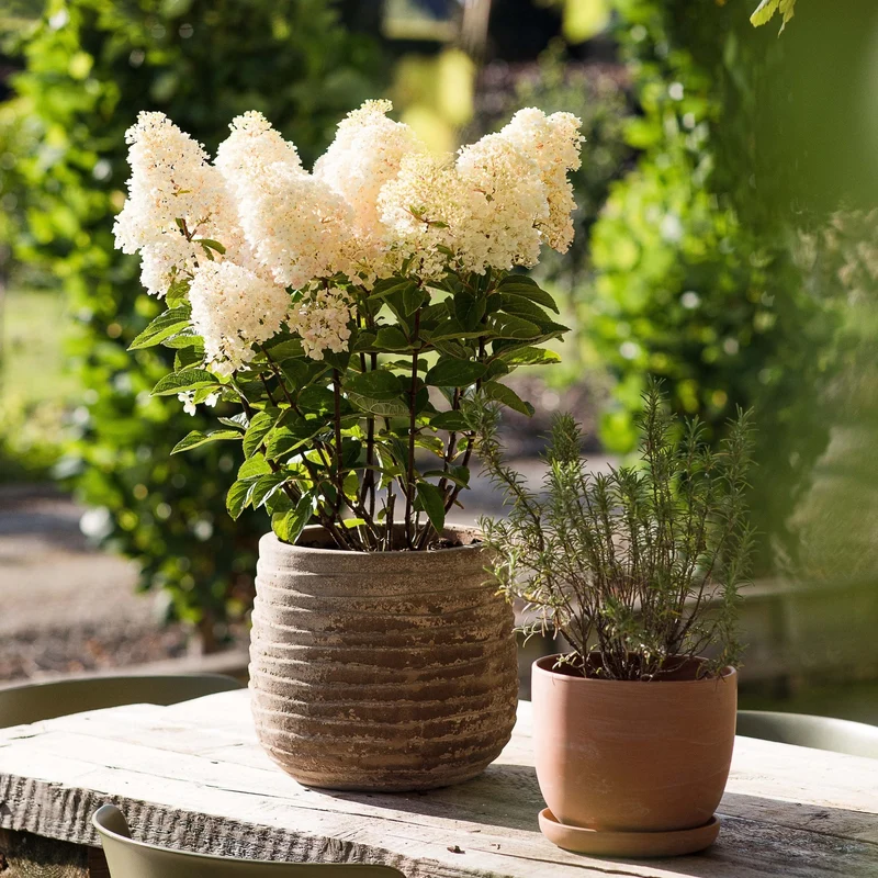 Rispenhortensie 'Living Little Blossom®'
