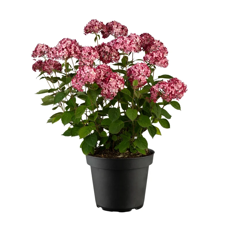 Schneeballhortensie 'Ruby Annabelle®'