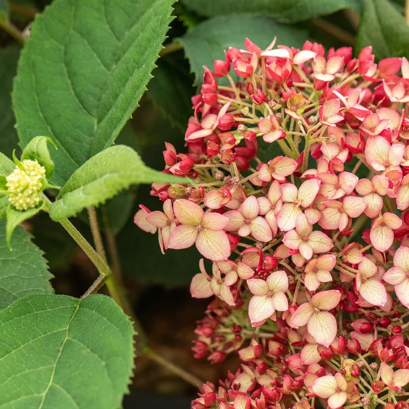 Schneeballhortensie 'Ruby Annabelle®'