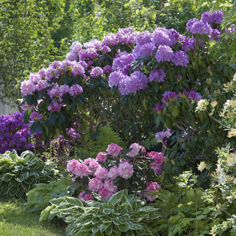 Rhododendronbeet "Pflegeleichte Blütenpracht im Schatten"