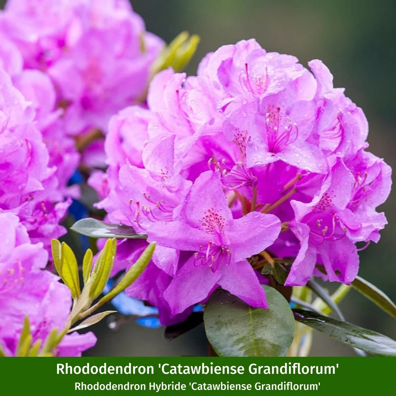 Rhododendronbeet "Blütenstarke Rhododendren für halbschattige Gärten"