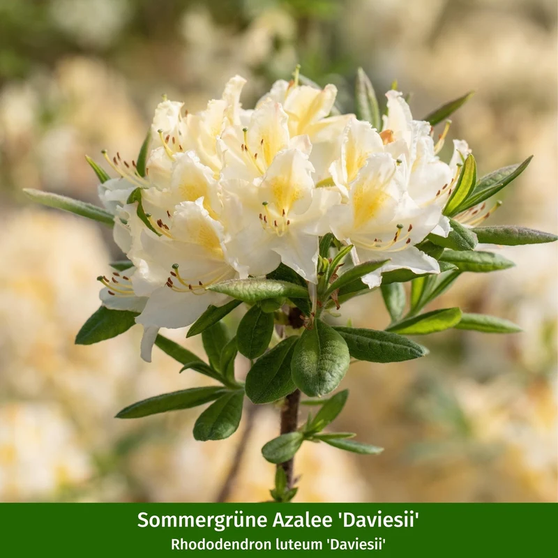 Rhododendronbeet "Blütenstarke Rhododendren für halbschattige Gärten"