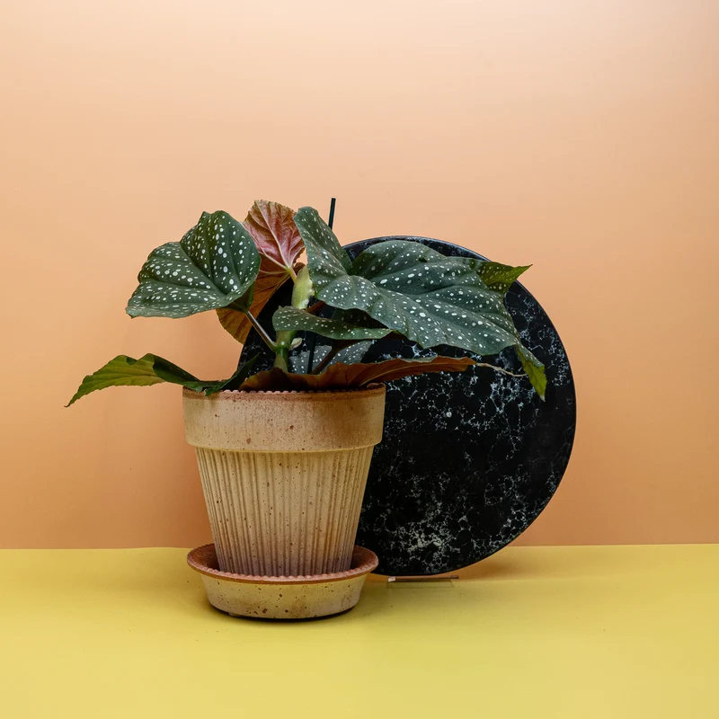 BEGONIA WINGS CORALLINA