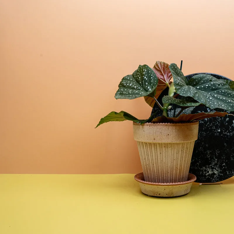 BEGONIA WINGS CORALLINA