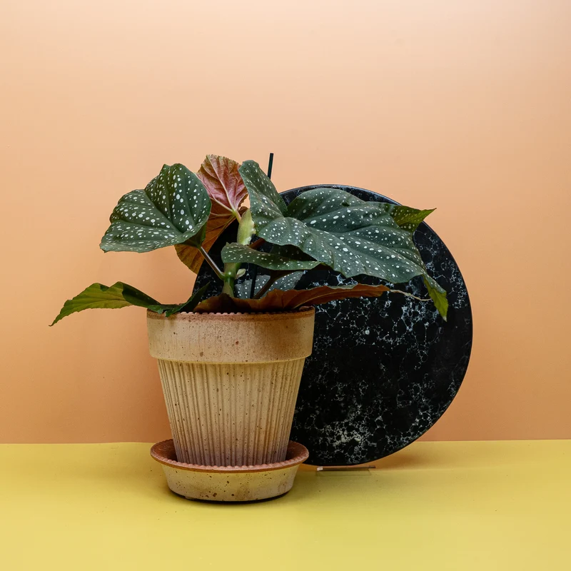 BEGONIA WINGS CORALLINA