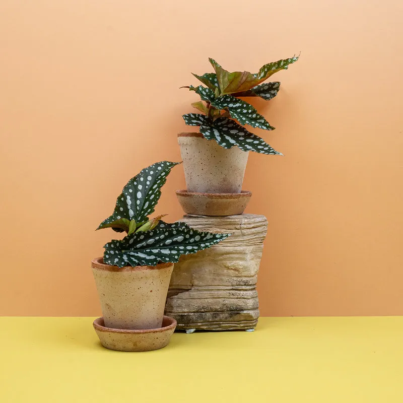 BEGONIA WINGS CORALLINA