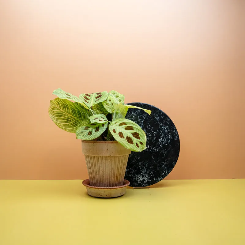 MARANTA GOLDEN VEINS
