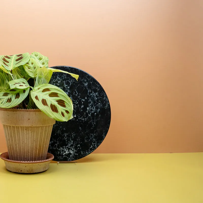 MARANTA GOLDEN VEINS