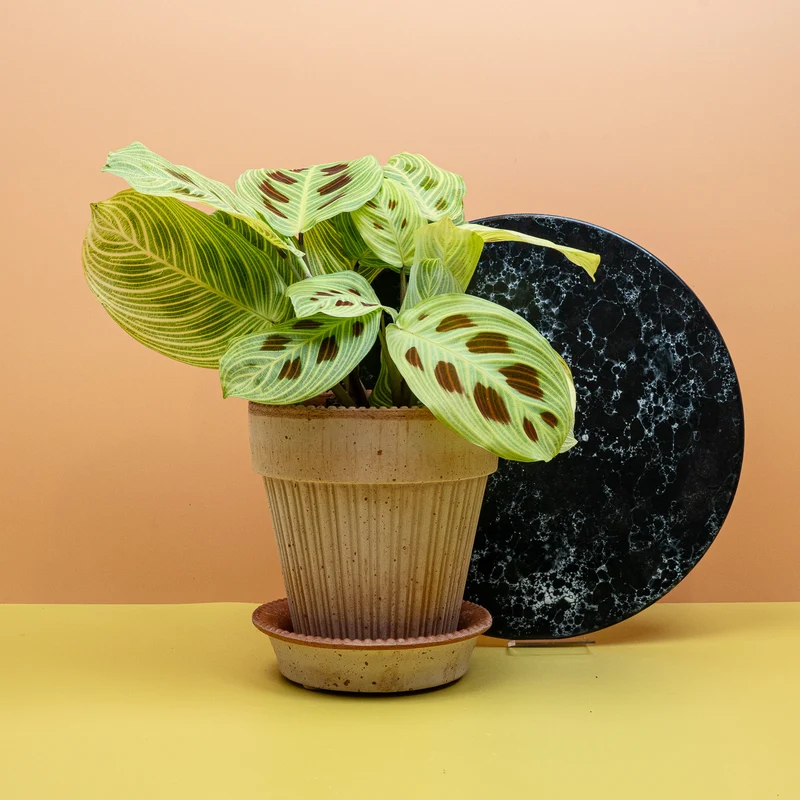 MARANTA GOLDEN VEINS