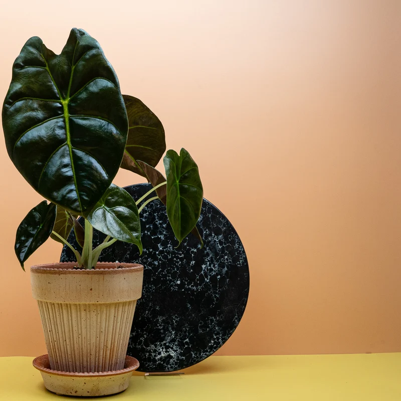 ALOCASIA GOLDEN BONE