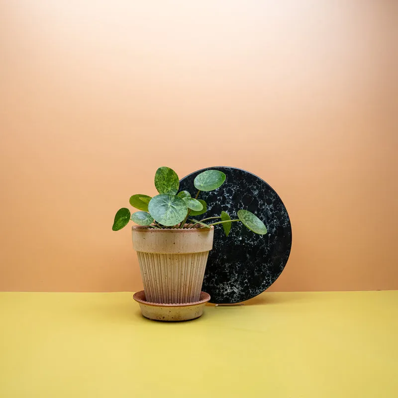 PEPEROMIA PILEA MOJITO