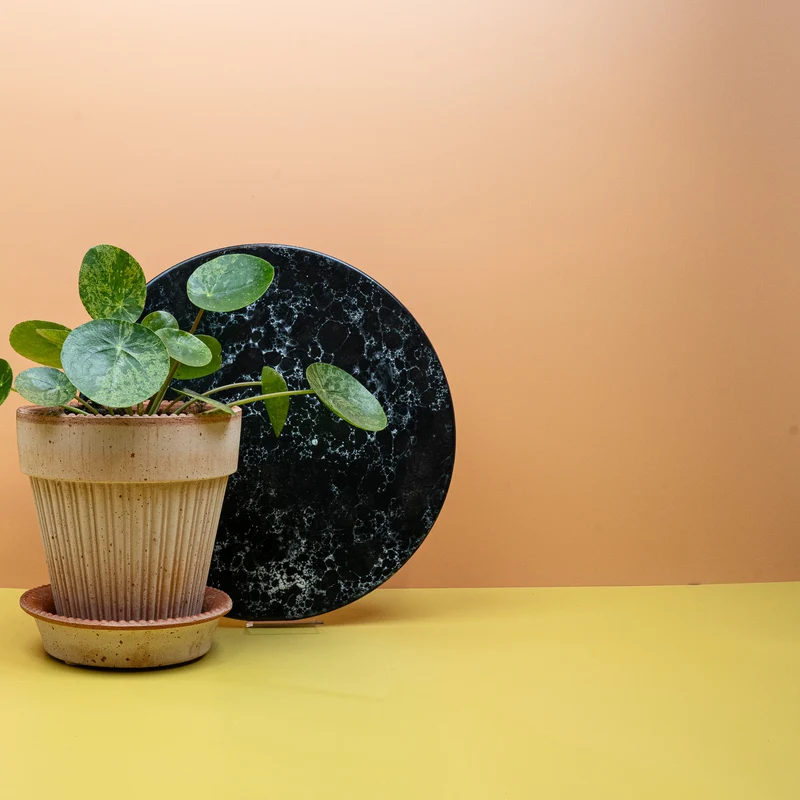 PEPEROMIA PILEA MOJITO