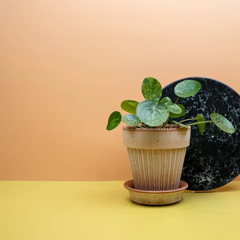 PEPEROMIA PILEA MOJITO