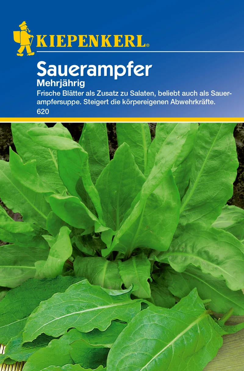 Sauerampfer, mehrjährig