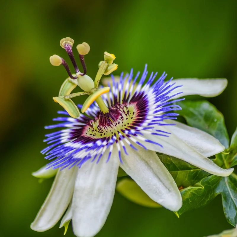 Passionsblume