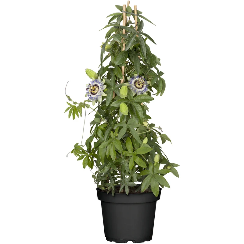Passionsblume