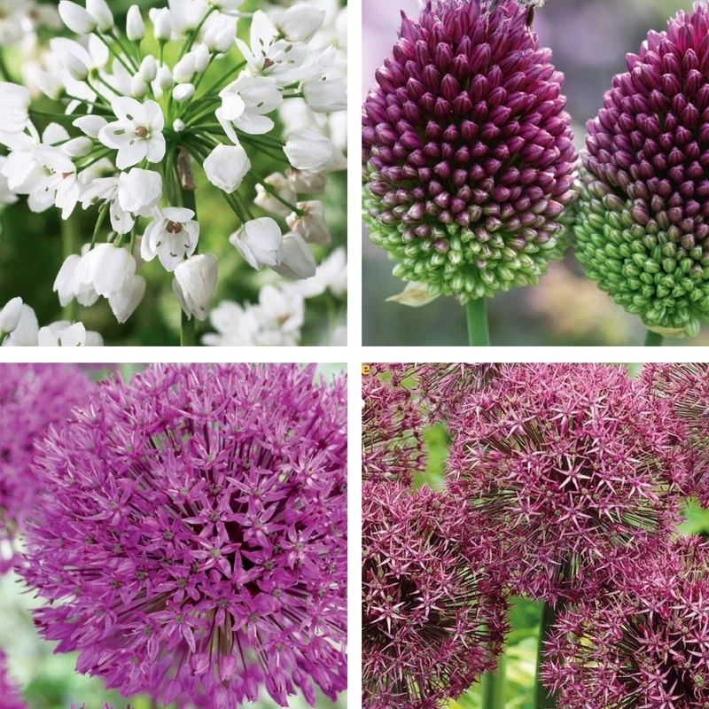 Kiepenkerl Allium-Mix "Besondere Blütenbälle"
