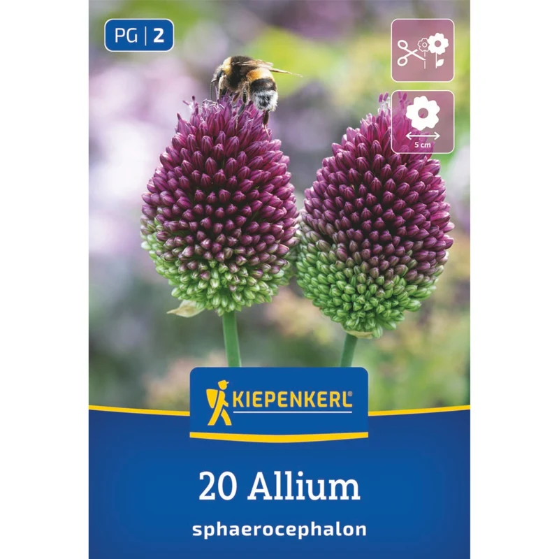 Kiepenkerl Allium-Mix "Besondere Blütenbälle"