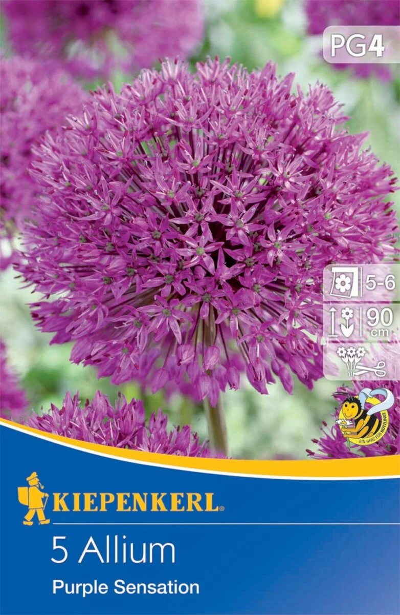 Kiepenkerl Zierlauch 'Purple Sensation'