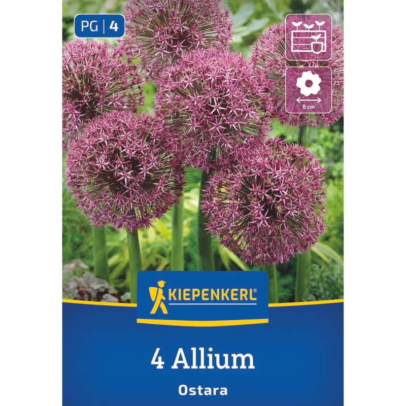 Kiepenkerl Allium-Mix "Besondere Blütenbälle"