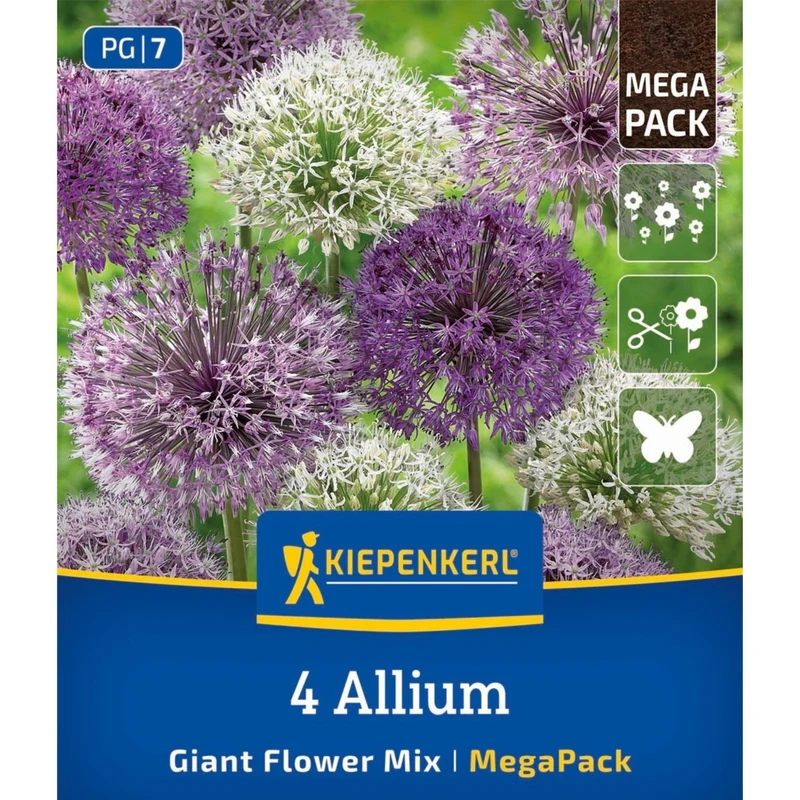Kiepenkerl Allium-Mix "Blütengiganten“