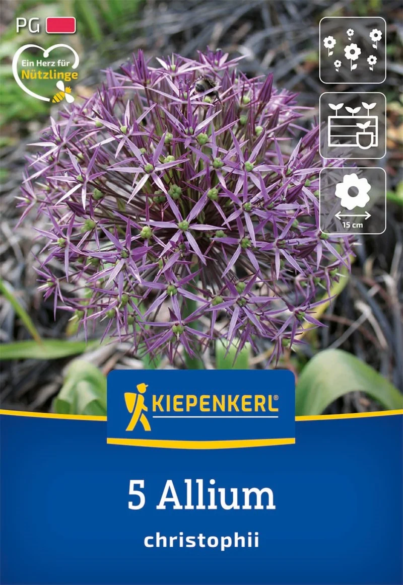 Kiepenkerl Allium-Mix "Blütengiganten“