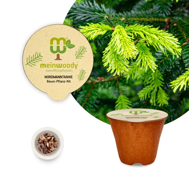 Nordmanntanne Baum-Pflanz-Set – Abies nordmanniana selbst pflanzen