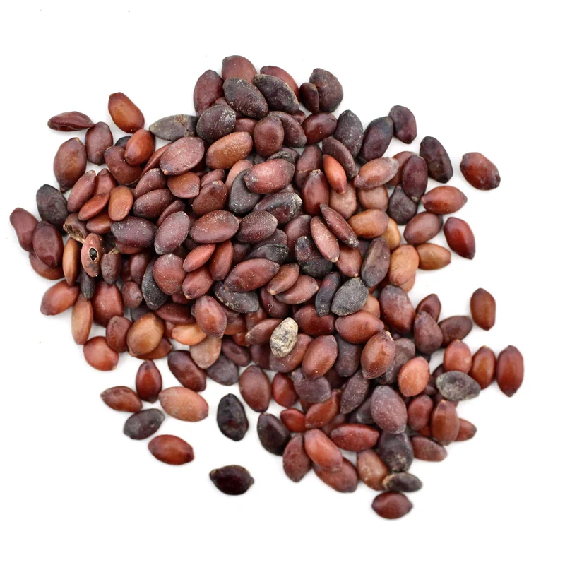 Judasbaum Baum-Pflanz-Set – Cercis siliquastrum selbst pflanzen