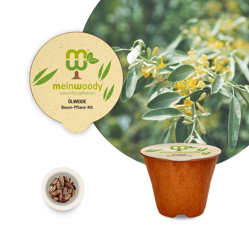 Ölweide Baum-Pflanz-Set – Elaeagnus angustifolia selbst pflanzen