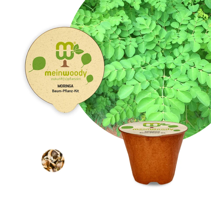 Moringa Pflanz-Set – Moringa oleifera selbst pflanzen