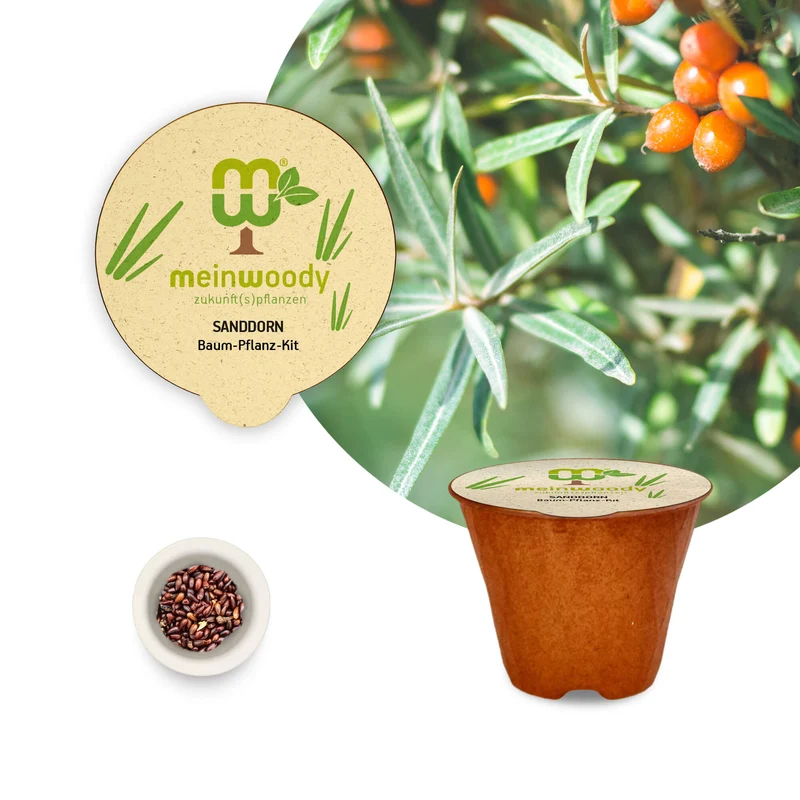 Sanddorn Pflanz-Set – Hippophae rhamnoides selbst pflanzen