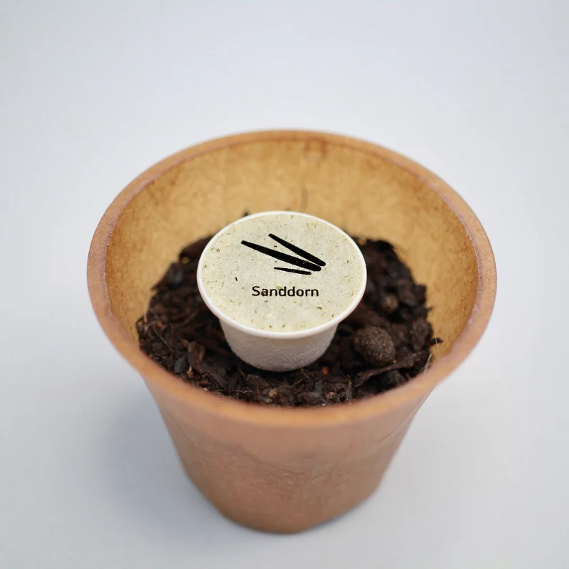 Sanddorn Pflanz-Set – Hippophae rhamnoides selbst pflanzen