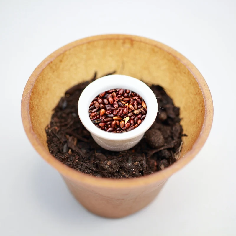 Sanddorn Pflanz-Set – Hippophae rhamnoides selbst pflanzen