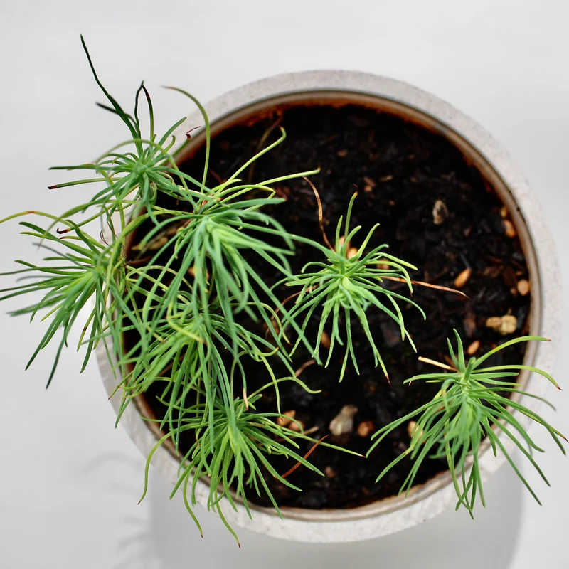 Lärche Baum-Pflanz-Set – Larix decidua selbst pflanzen