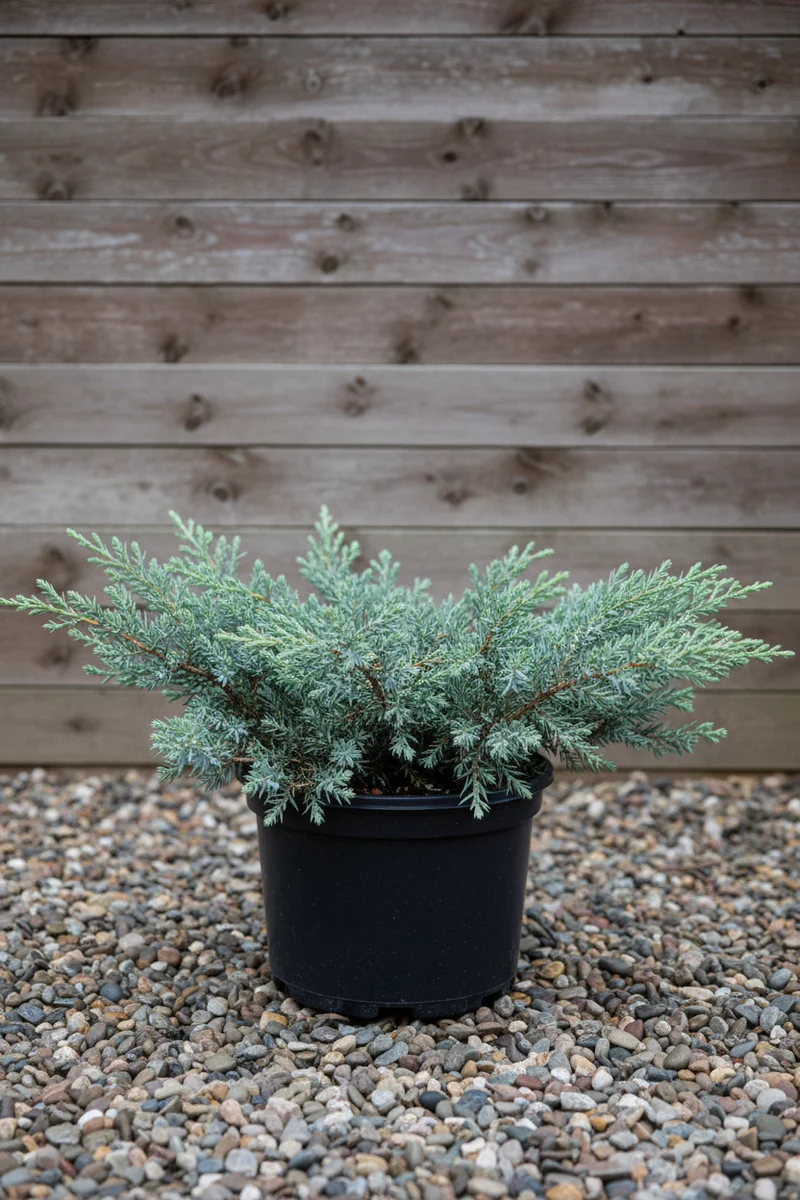 Bodenwacholder 'Blue Carpet' / Juniperus squamata 'Blue Carpet'