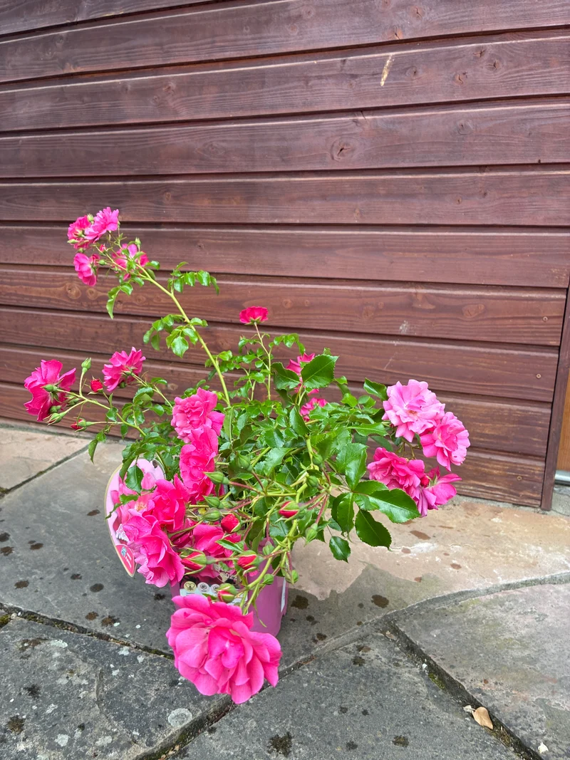 Bodendeckerrose 'Heidetraum'® / Rosa 'Heidetraum'®