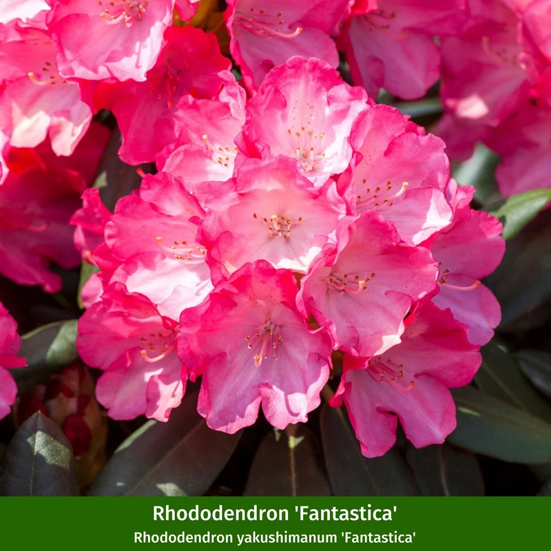 Rhododendronbeet "Blütenstarke Rhododendren für halbschattige Gärten"
