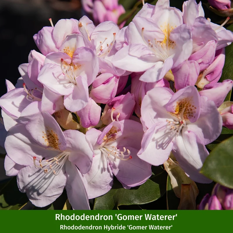 Rhododendronbeet "Blütenstarke Rhododendren für halbschattige Gärten"