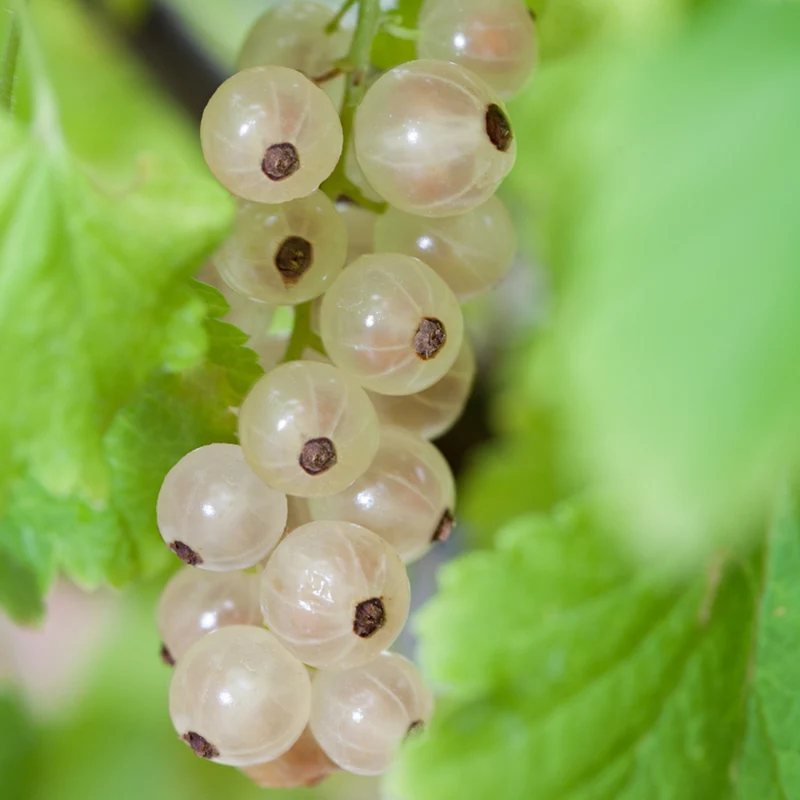 Bio Johannisbeere 'Weiße Versailler', Halbstamm
