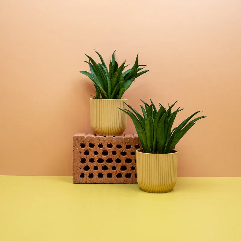 SANSEVIERIA PANTHERA