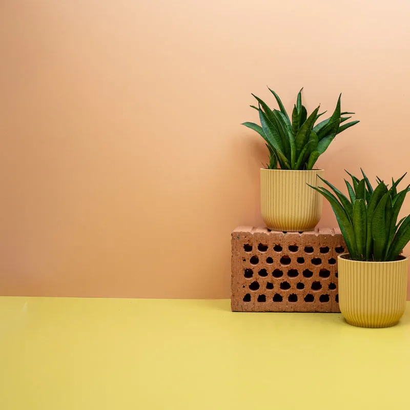 SANSEVIERIA PANTHERA