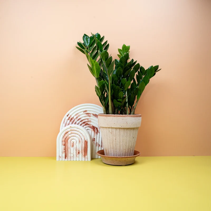 ZAMIOCULCAS ZAMIIFOLIA MIDORI