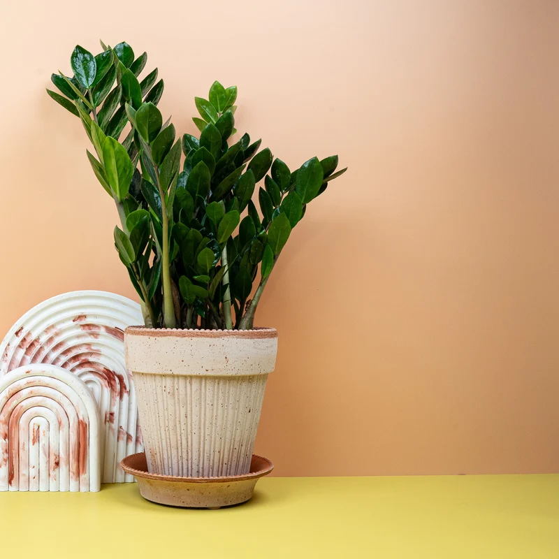 ZAMIOCULCAS ZAMIIFOLIA MIDORI