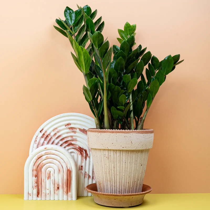 ZAMIOCULCAS ZAMIIFOLIA MIDORI